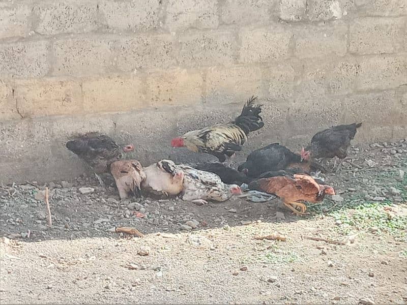 DESI HENS /MURGHIYAN 1