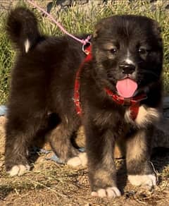 pure afghan kuchi male puppy available for sale