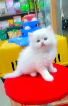 Persian Cat for sale my WhatsApp number 03276330466 0