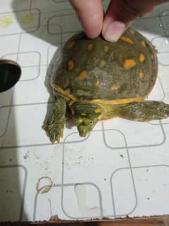 indian flash shell turtle