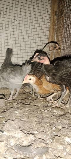 pure misri  chicks available 03129929924