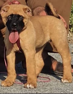 king turkish kangal male puppy available for sale