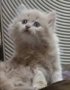 Pure Persian kiten 45 days  / Persian Cat Grey Colours, age 1 year