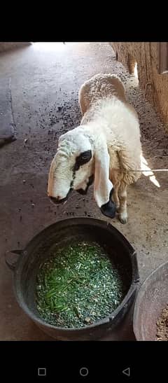 female sheep for  sale