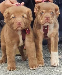 alabai security dog 2 month pair for sale heavy bone