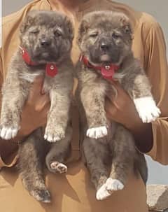 Kurdish Kangal security dog 2 month pair for sale heavy bone