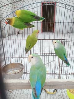 5 peace love birds for sale