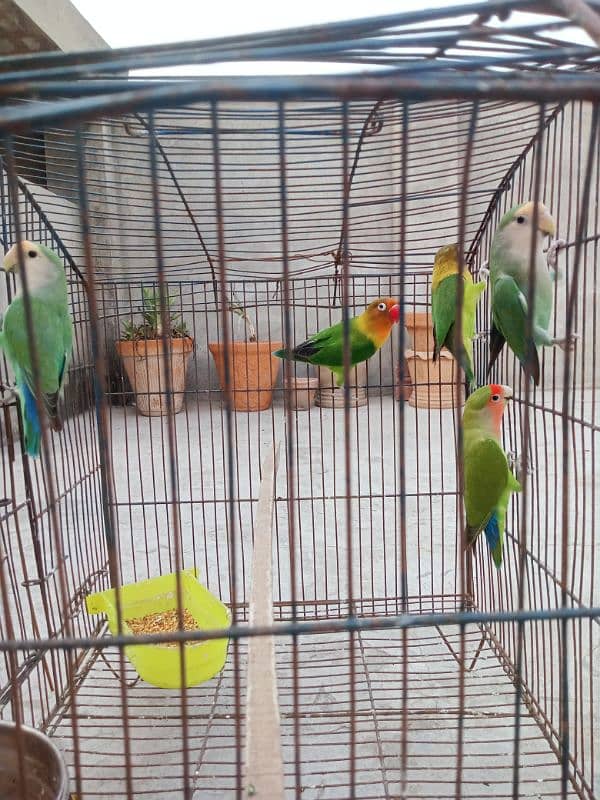 5 peace love birds for sale 1