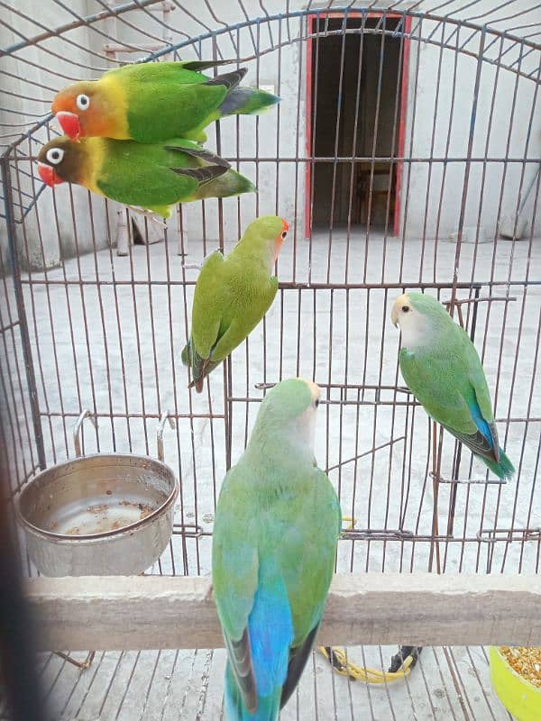 5 peace love birds for sale 2