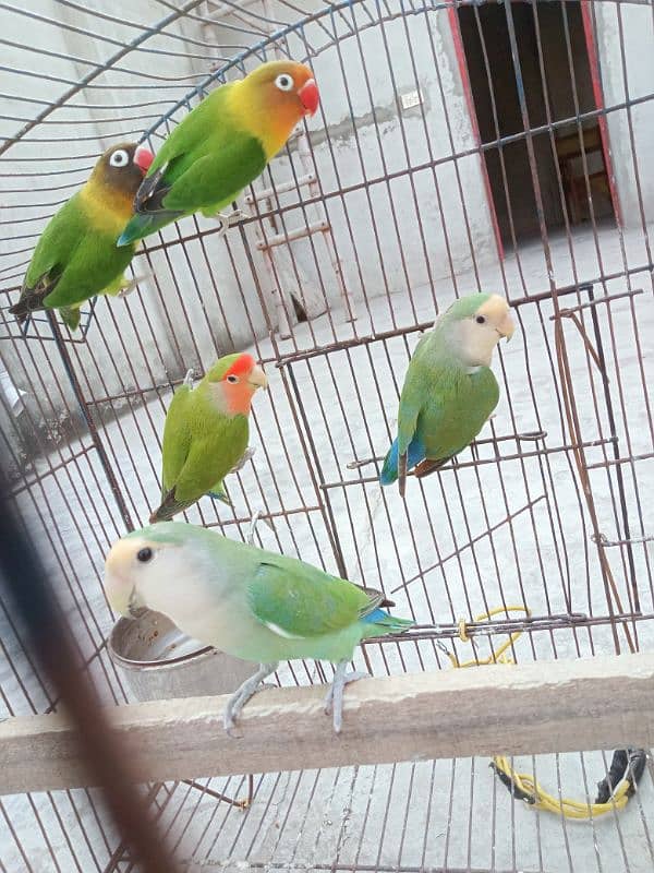 5 peace love birds for sale 3