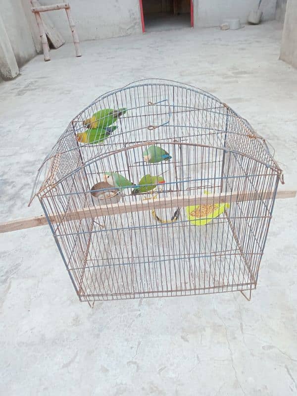 5 peace love birds for sale 4