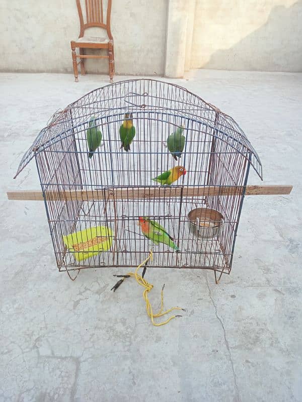 5 peace love birds for sale 5