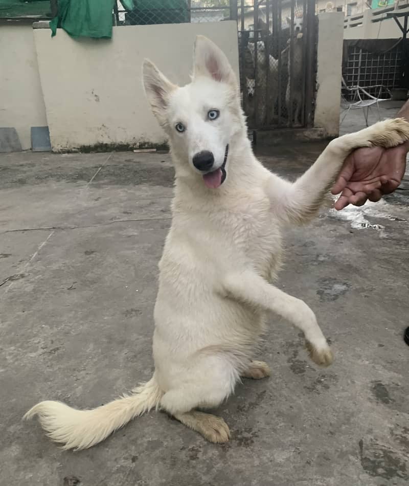 Syberian Husky Puppies for sale 5