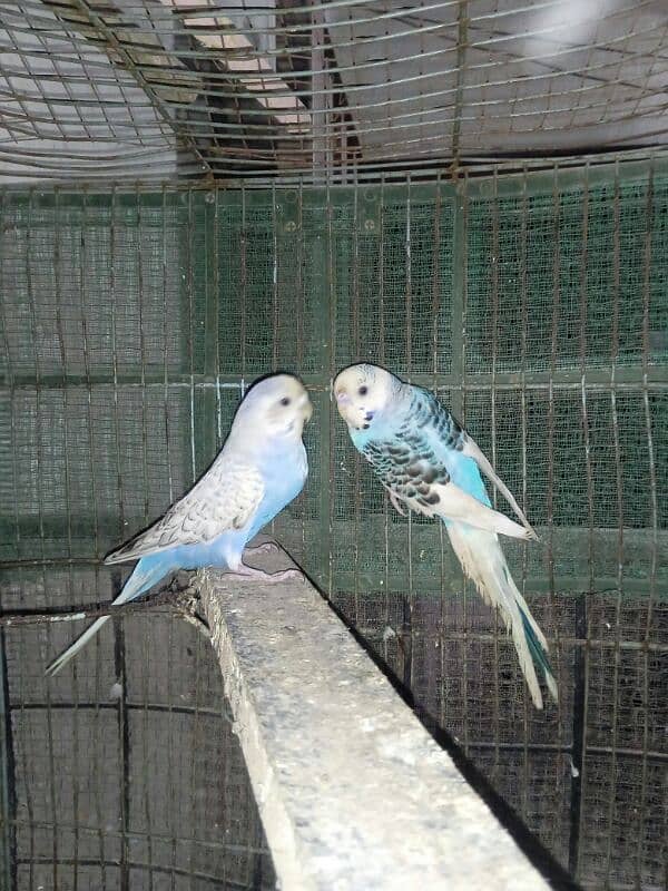 Australian pair for sale 4