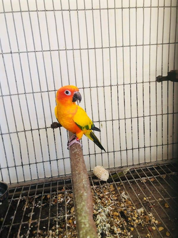 Sunconure breeder male with DNA 1