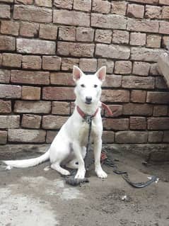 Russian Dog 6 month age male full active dog children friendly