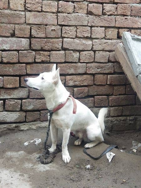 Russian Dog 6 month age male full active dog children friendly 2