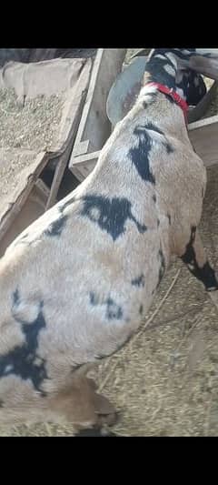 goat for sale