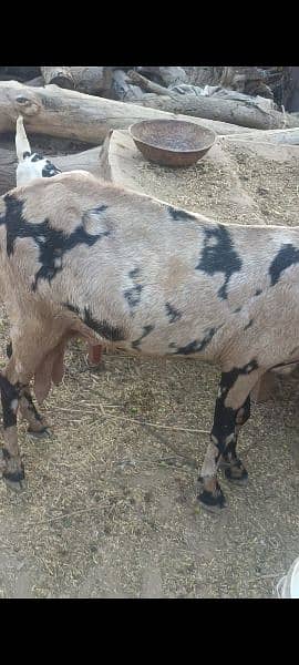 goat for sale 1