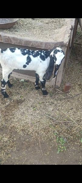 goat for sale 3