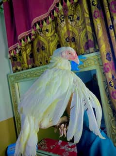 PAPER WHITE BEAUTIFULL BIRDS FOR SALE URGENT SALE