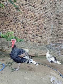 turkey birds pair for sell