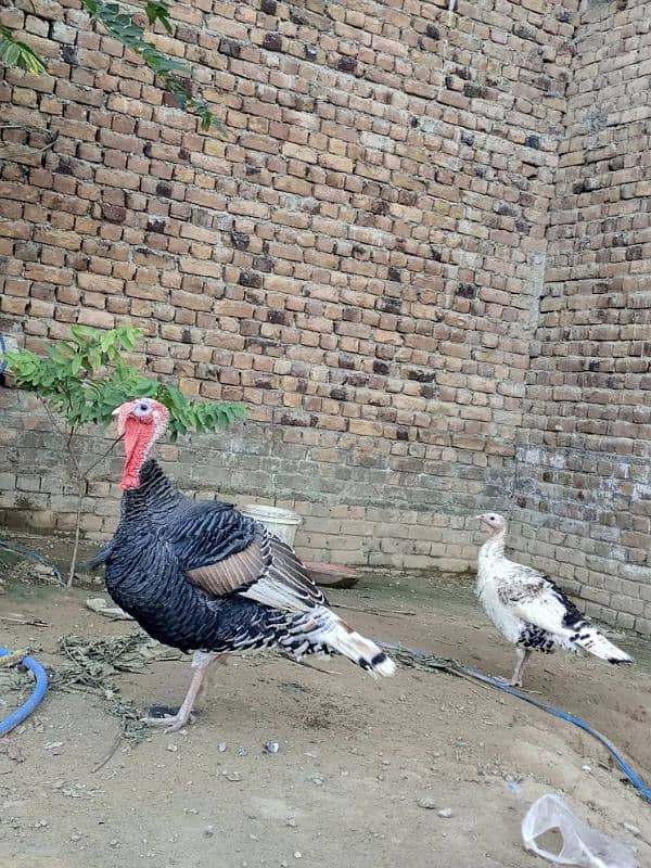 turkey birds pair for sell 0