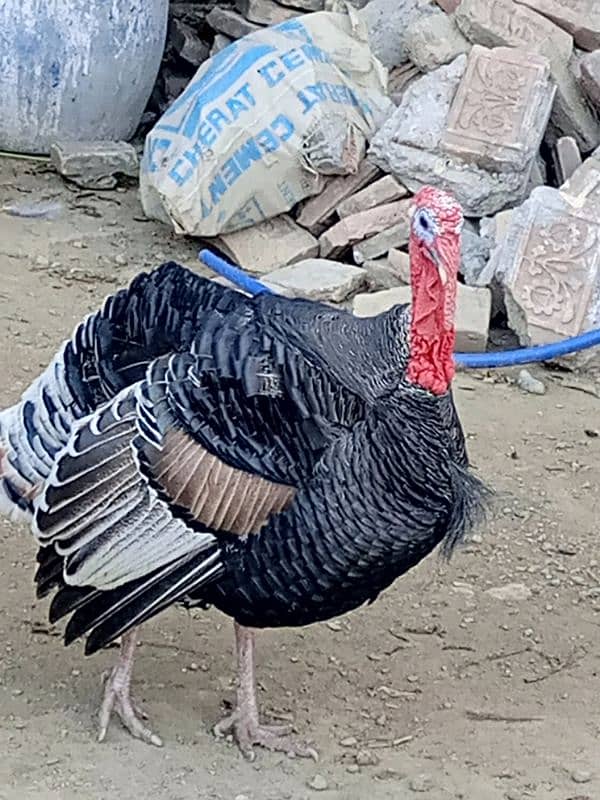 turkey birds pair for sell 2