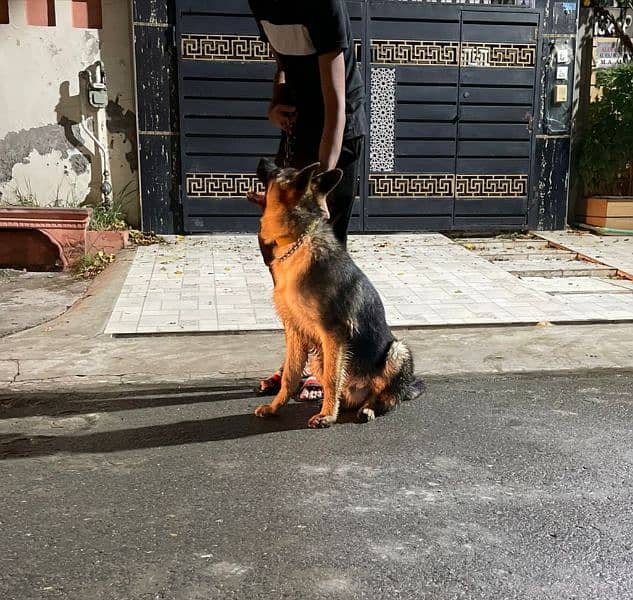 German Shepherd dog for sale only WhatsApp number03276330466 0