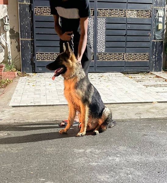 German Shepherd dog for sale only WhatsApp number03276330466 1