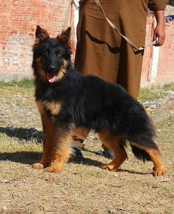 German Shepherd dog for sale my WhatsApp number 03 47 59 40 62 9 3