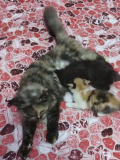 Persian Cat with 2 kittens