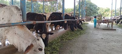 Farm Cows For Sale