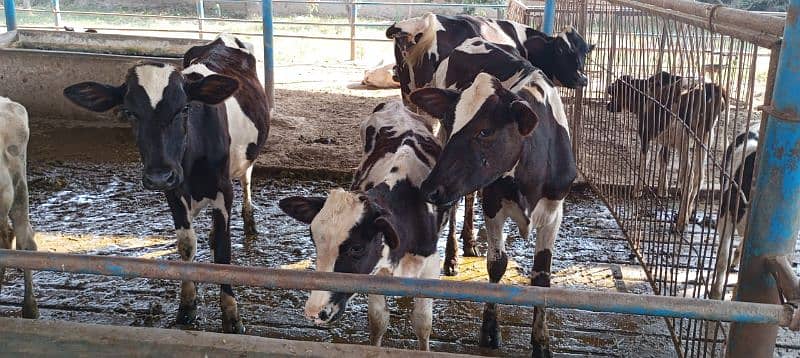 Farm Cows For Sale 1