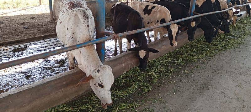 Farm Cows For Sale 2