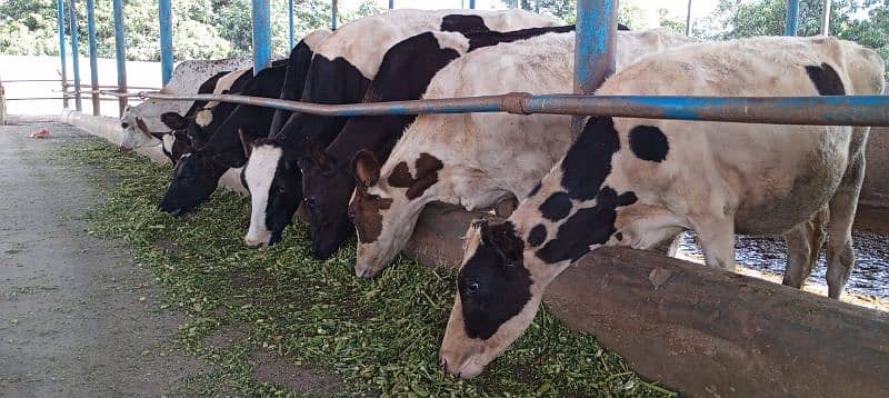 Farm Cows For Sale 3