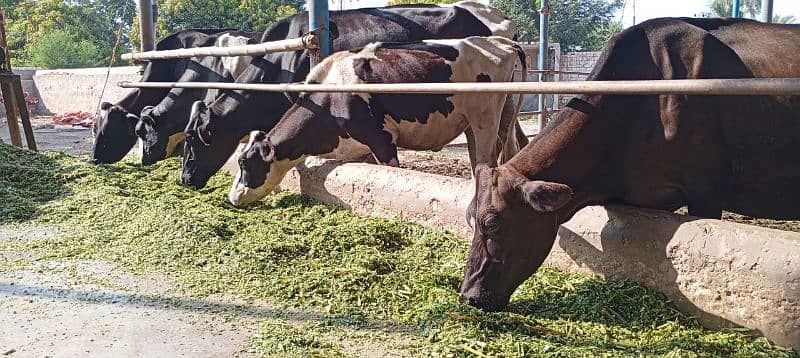 Farm Cows For Sale 4