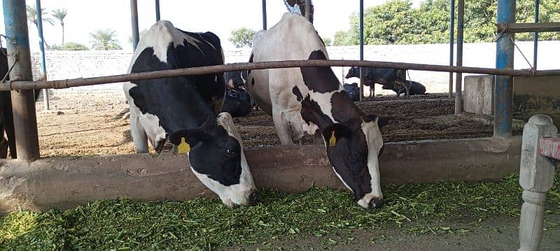 Farm Cows For Sale 5