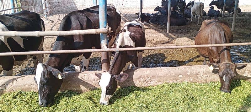 Farm Cows For Sale 6