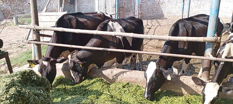 Farm Cows For Sale 7