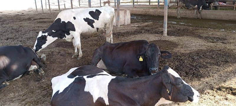 Farm Cows For Sale 8