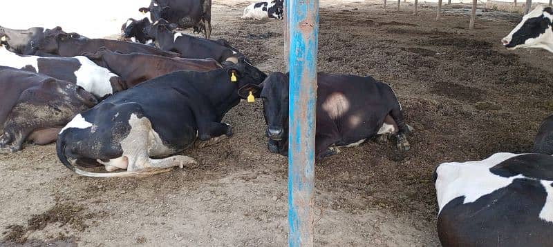 Farm Cows For Sale 9