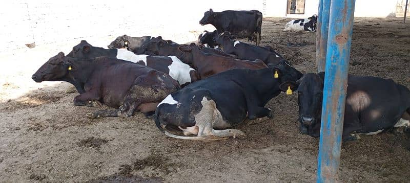 Farm Cows For Sale 10