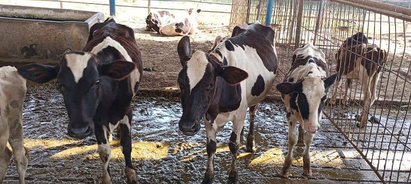 Farm Cows For Sale 11