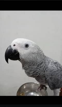 African Grey