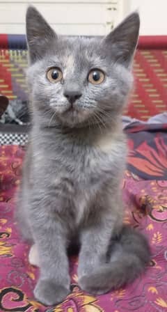 selling my kitten silver color