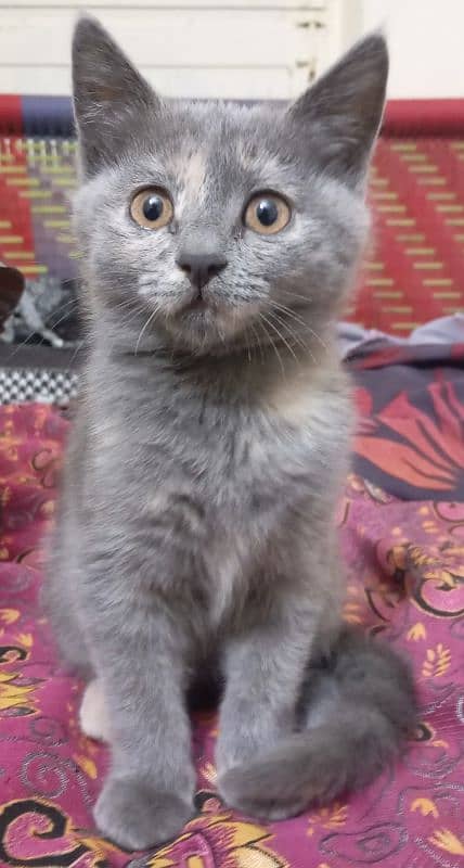 selling my kitten silver color 0