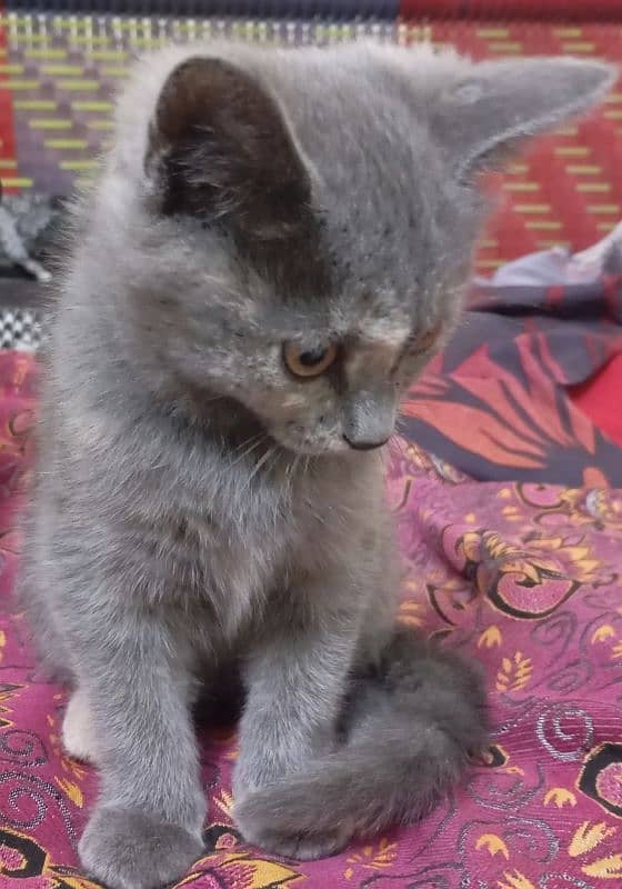 selling my kitten silver color 1