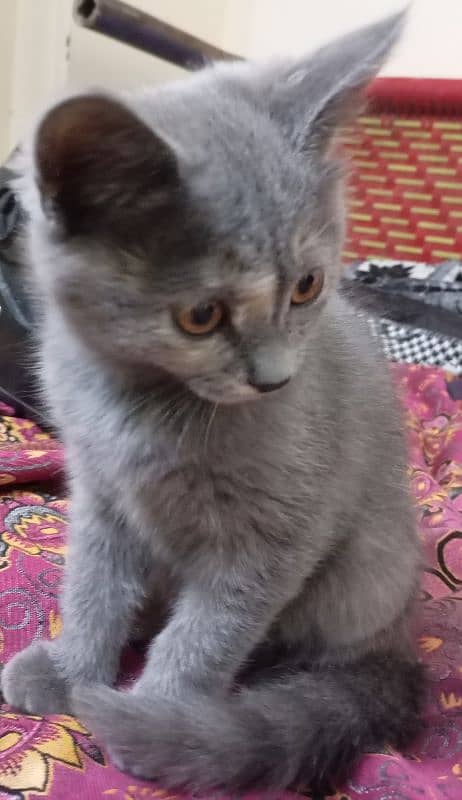 selling my kitten silver color 2