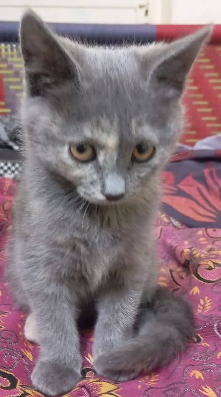 selling my kitten silver color 4